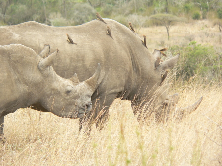 Lois Campbell's album, Zulu Natal South Africa 2009