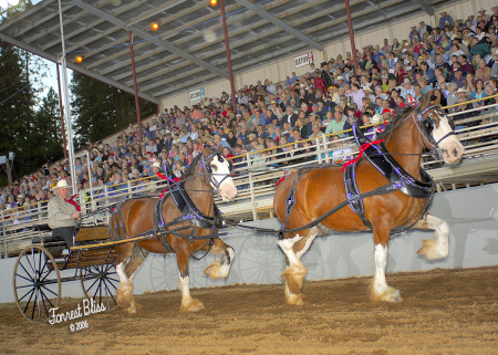 Draft Horse Classic 06 005