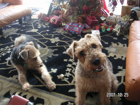 My Airedales Christmas '07