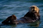 Sea Otters