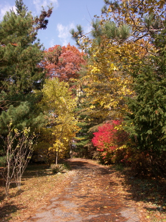 Autumn hues here at 1234 Windy Place