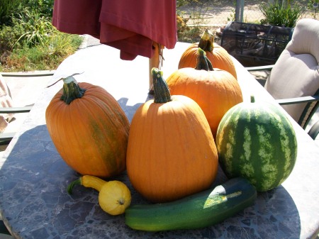 the veggies i grow in my garden! yummmy!!!