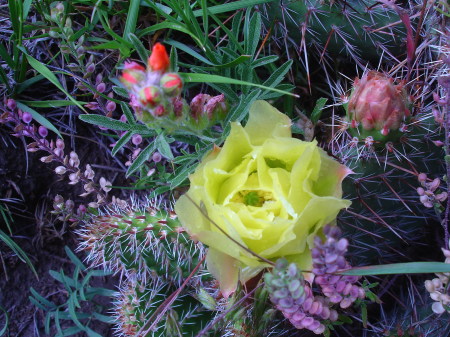 Catus Flower