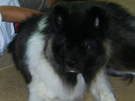 my long-haired akita- miss penny