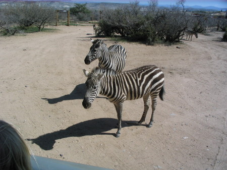 Zebra's approaching the bus