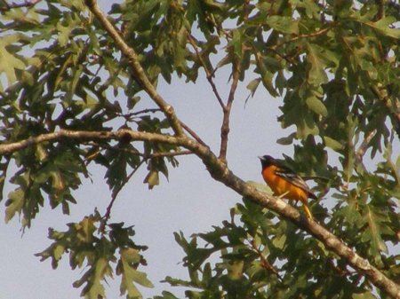 Baltimore Oriole