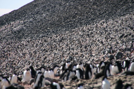 colony of 25000. Adelie Penguins