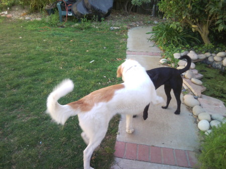 Smudge and Lily playing