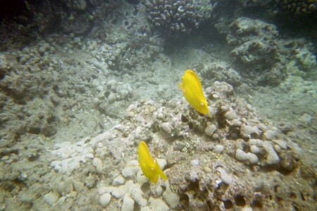 Fish in Haunama Bay Hawaii 1 0604