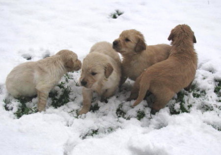Our Golden  Bella and her siblings