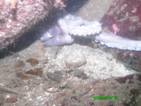 Sund Rock Dive, Hood Canal, Washington