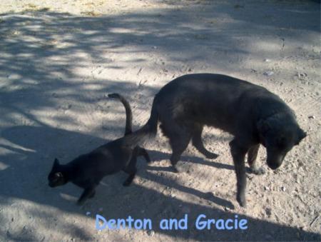My Dog Gracie and Denton