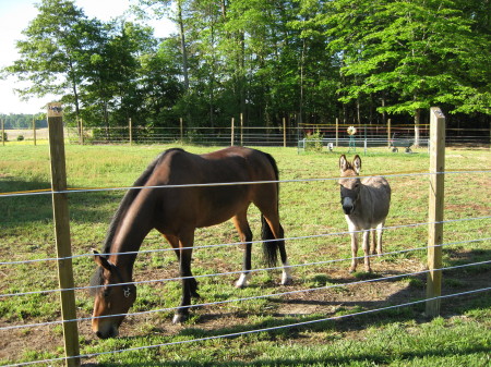 Jasmin & Donkey