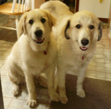 My two pups--Socrates and Maude