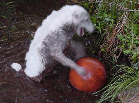 My JRT in our pond, getting piggy