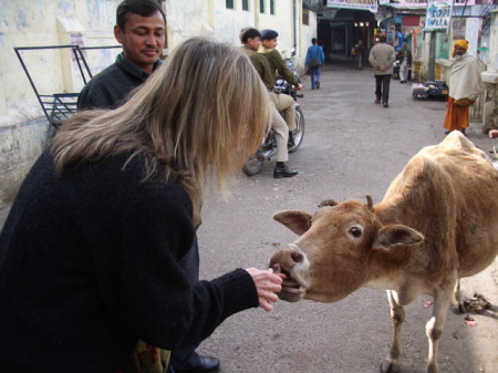 Feeding a Cow in India
