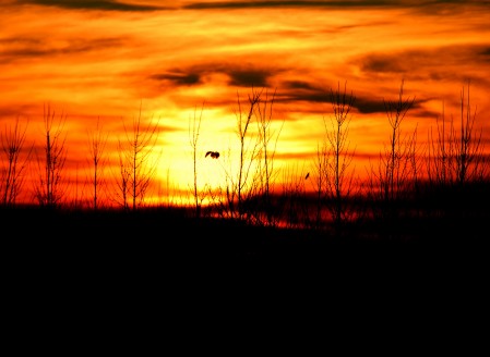 Lone Leaf Sunset