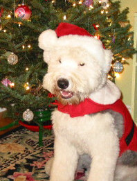 Buster's First Xmas, 2006