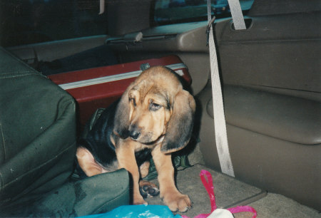 Chelsea the Bloodhound