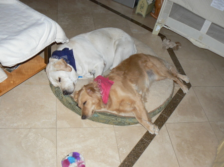 Our dogs - Halle & Hunter