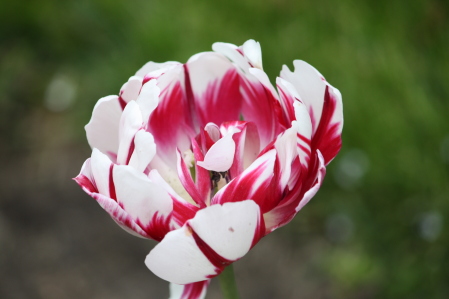 Tulip in Newport, Rhode Island