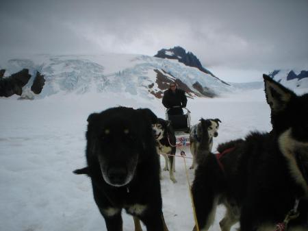 Dog Sledding on the Glacier