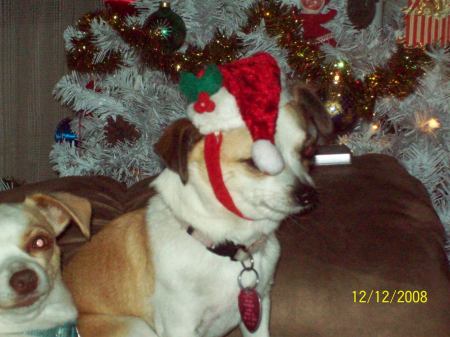 Sparky playing Santa