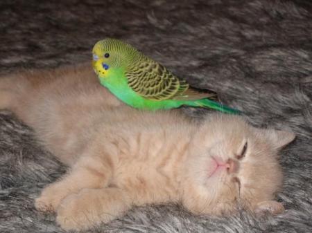 Kitty with bird