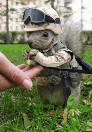 commando squirrel