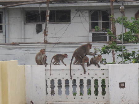 monkeys