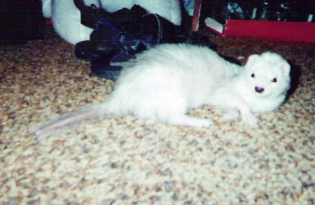 Stinky was our ferret