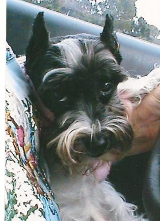 My 12 lb, toy-schnauzer, 'Babee' girl.