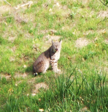 Bobcat patiently waiting for gohper