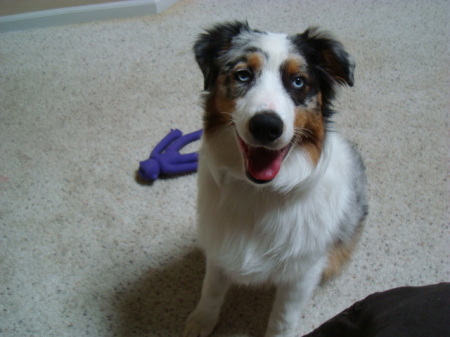 My NEW PUP, Skyler Blue, Australian Shepherd