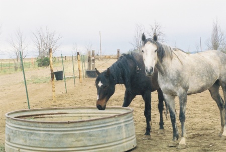 the broodmares