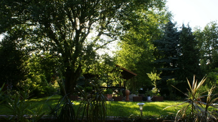 back yard