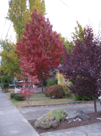 Beautiful Fall colors in Grants Pass