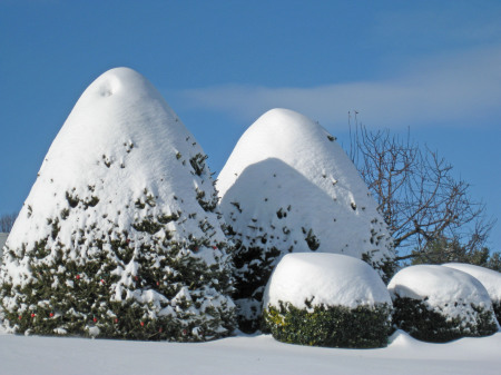 Snowy trees 12/20/09