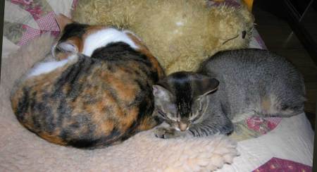 Selene, kitten & teddy