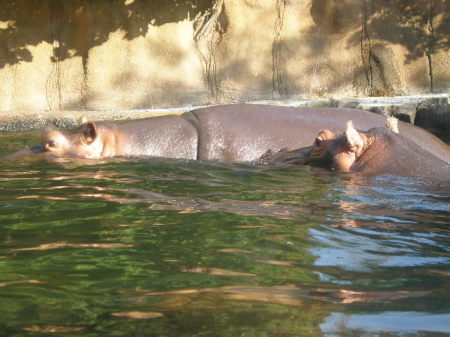 Mr and Mrs. Hippo baby Hippo was in the water