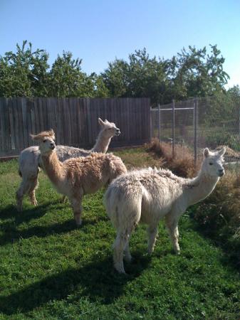 New girls Bianca, Missy, and Brigitte