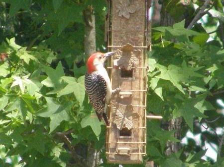 Red Belied Woodpecker