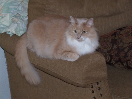 Our BIG Maine Coon Cat 18lbs.