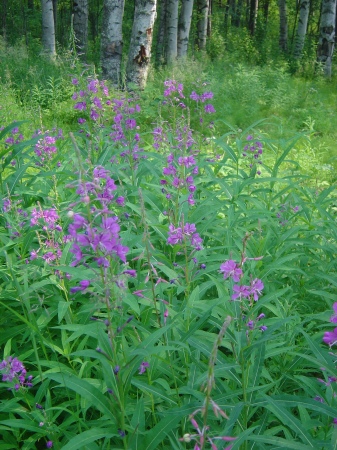 alaskan fireweed