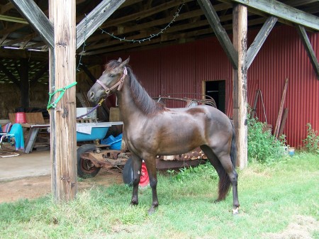 Bella TWH, 2  1/2 yr. old, Aug. 2009