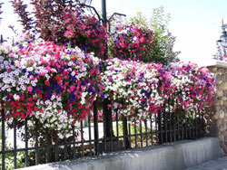 Fabulous Flower Baskets!