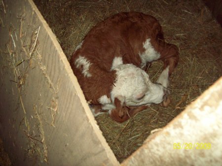 Calf on our farm we had to nurse