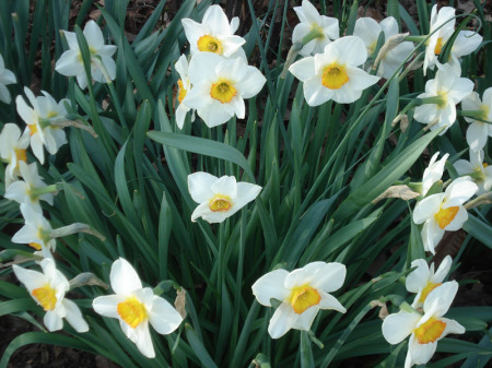 Daffodils