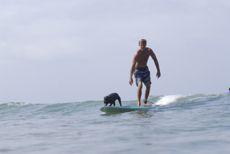 surf dogs