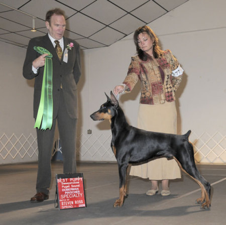 Turk Winning Best Puppy at the PSDPC Specialty